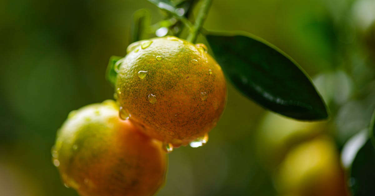 What species of fruit was this orange-like thing with a dark-green peel that I ate in Israel? - Tangerines growing on tree branch with green leaves and covered with water drops