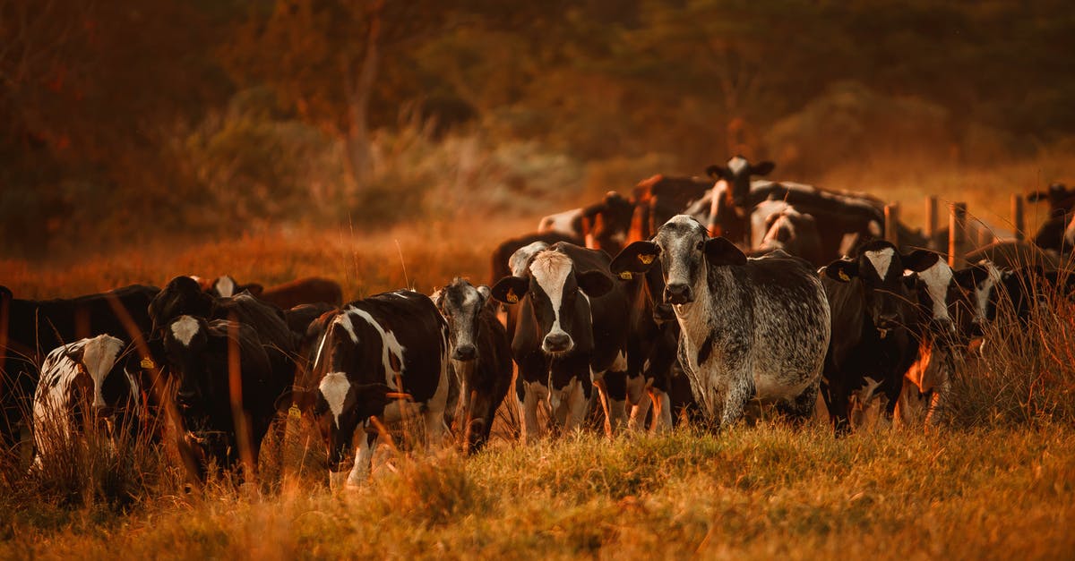 What time did TOM4656 land on 18 Jan 2020? [duplicate] - Herd of cows in countryside