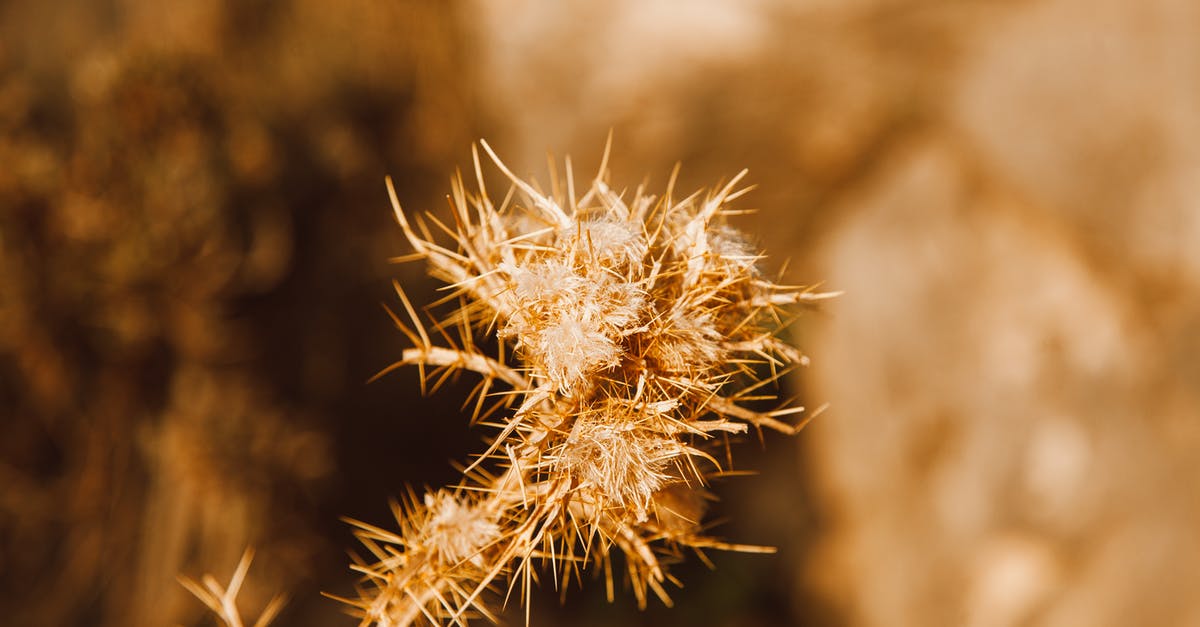 What to do in Andorra during the summer? [closed] - Free stock photo of blur, cactus, dawn