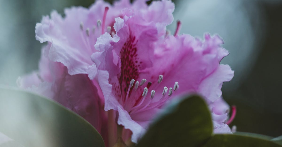 When are azaleas blooming in Sendai? - Pink Flower in Tilt Shift Lens