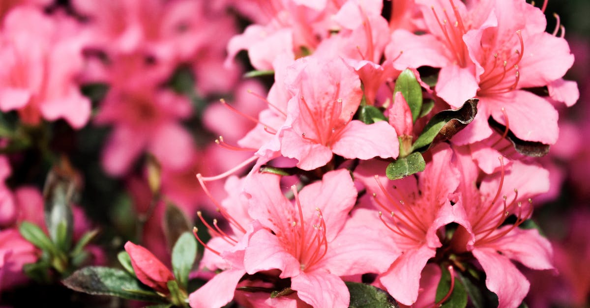 When are azaleas blooming in Sendai? - Shallow Focus Photography of Pink Petaled Flowers