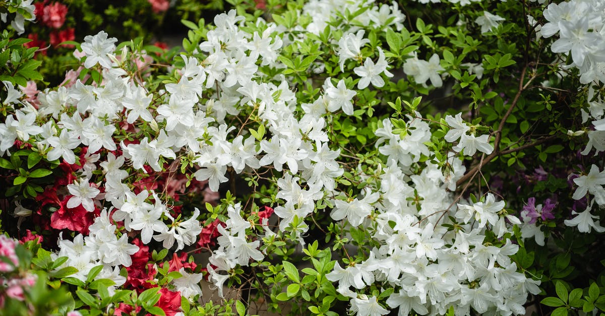 When are azaleas blooming in Sendai? - White Flowers With Green Leaves