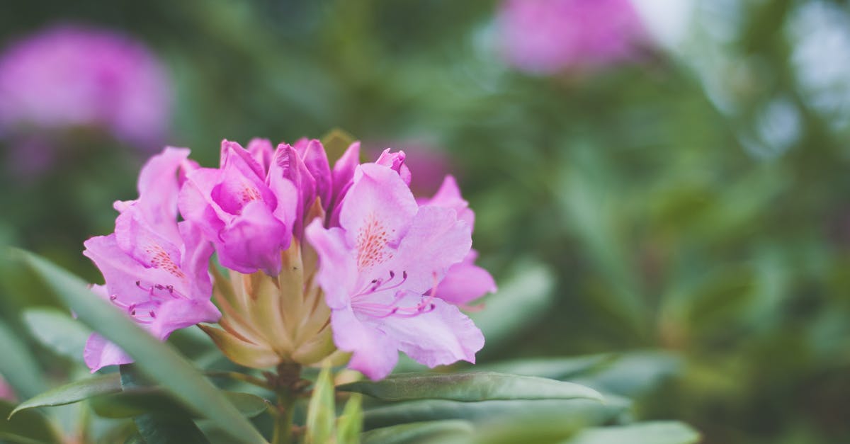 When are azaleas blooming in Sendai? - Shallow Focus Photography of Pink Petaled Flowers