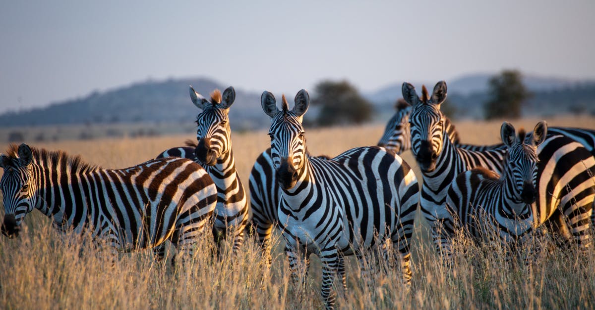 When booking a safari in Tanzania is the price negotiable? - Zebras on Brown Grass Field