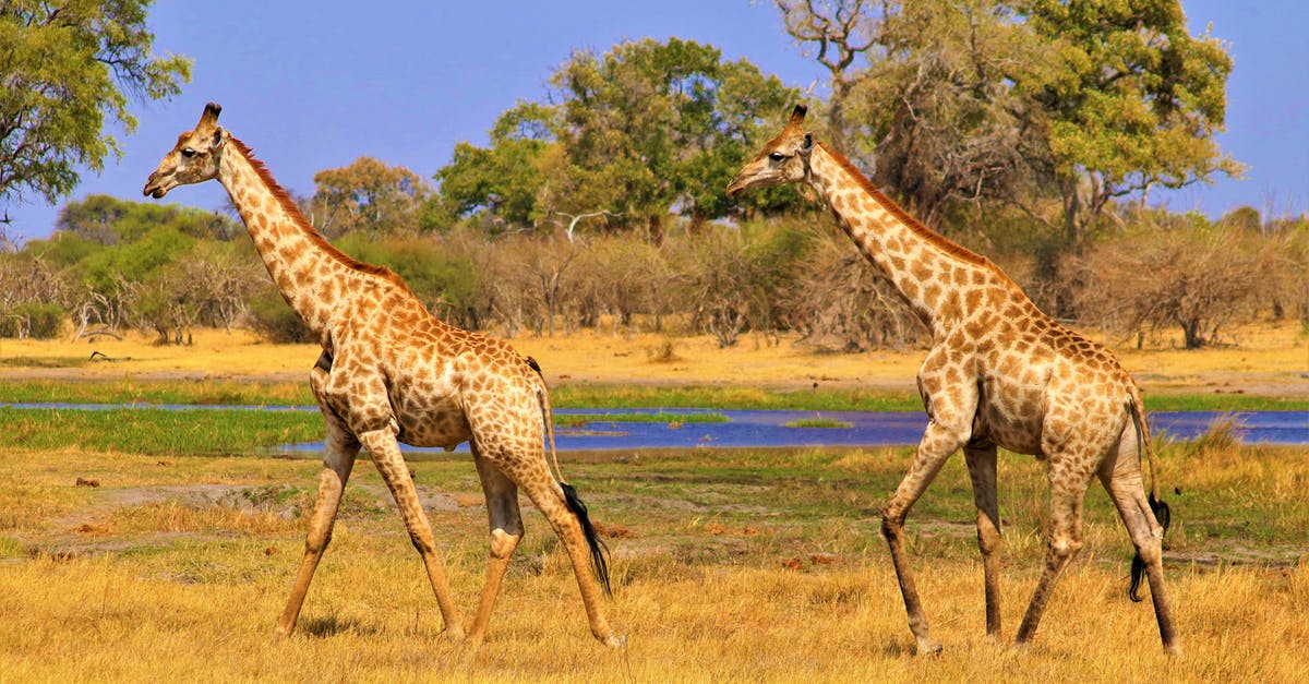 When booking a safari in Tanzania is the price negotiable? - Giraffes on Brown Grass Field