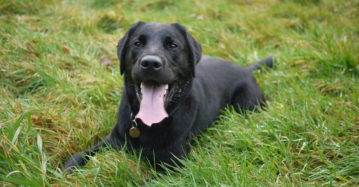 When did Five Eyes countries phase out refusal stamps? [closed] - Black Short Coated Dog Lying on Grass Lawn