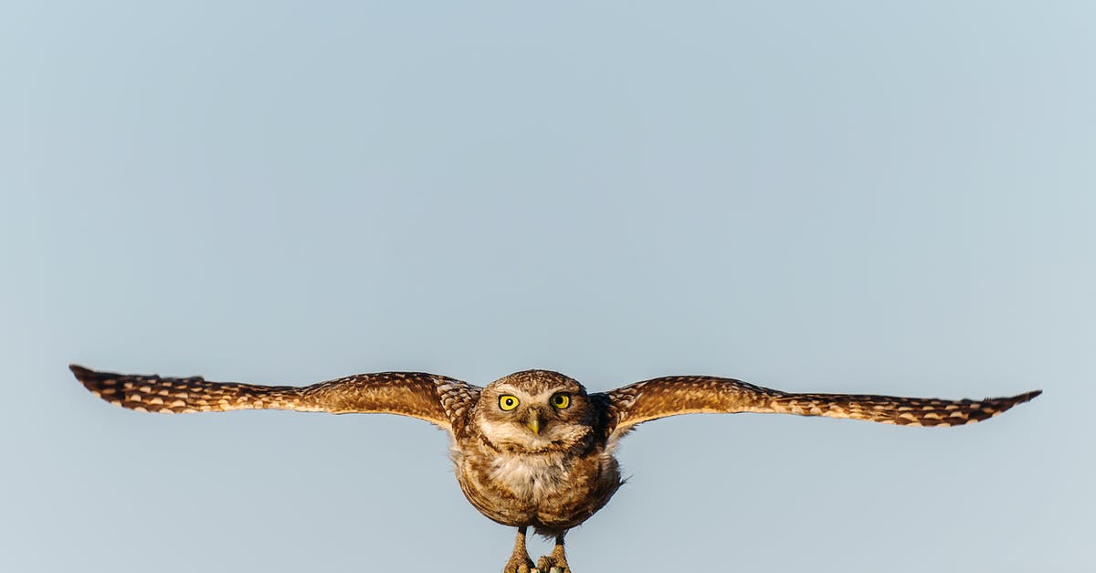 When flying Singapore->Kuala Lumpur->Penang, where is immigration cleared? - Free stock photo of bird, owl