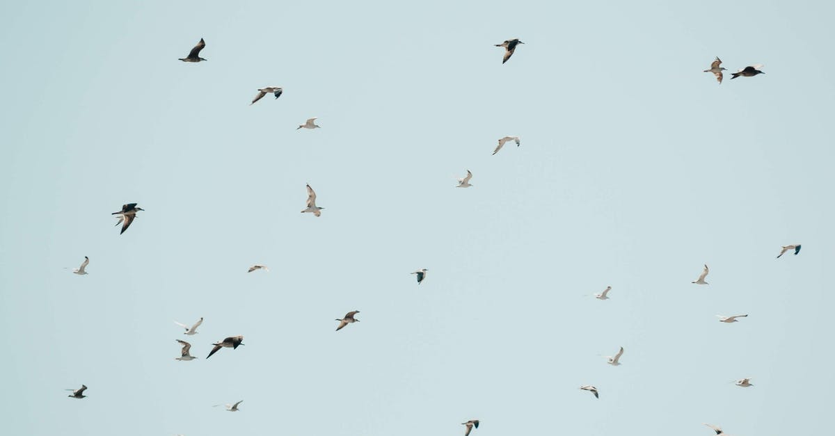 When flying Singapore->Kuala Lumpur->Penang, where is immigration cleared? - Flock of Birds on a Clear Sky 