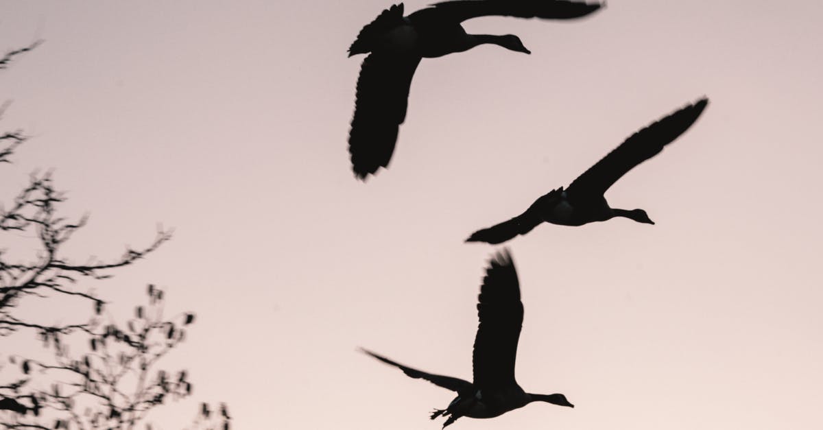 When flying with Volaris, what difference does it make between flying to TIJ or TJX? - Silhouette of Birds Flying When flying with Volaris, what difference does it make between flying to TIJ or TJX? - Silhouette of Birds Flying