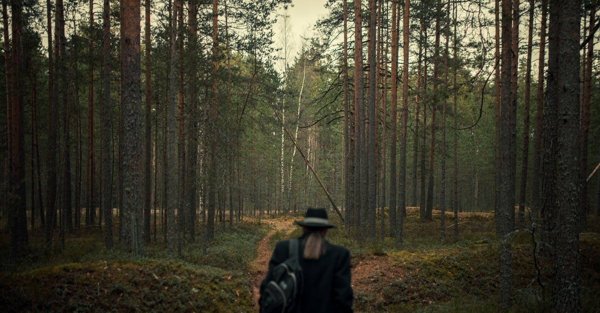 When is FlixTrain coming to Sweden? - Unrecognizable Person in Hat and Coat Entering Imposing Pine Forest 