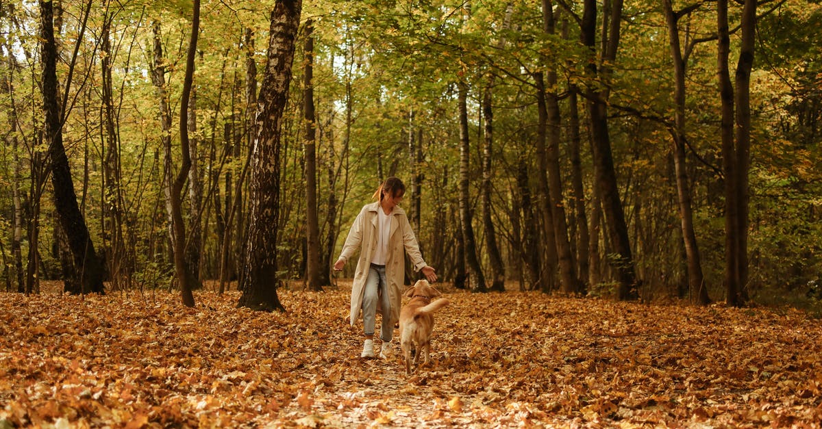 When is it Lobster Season in the Caribbean? - Woman in White Dress Walking on Brown Leaves on Forest