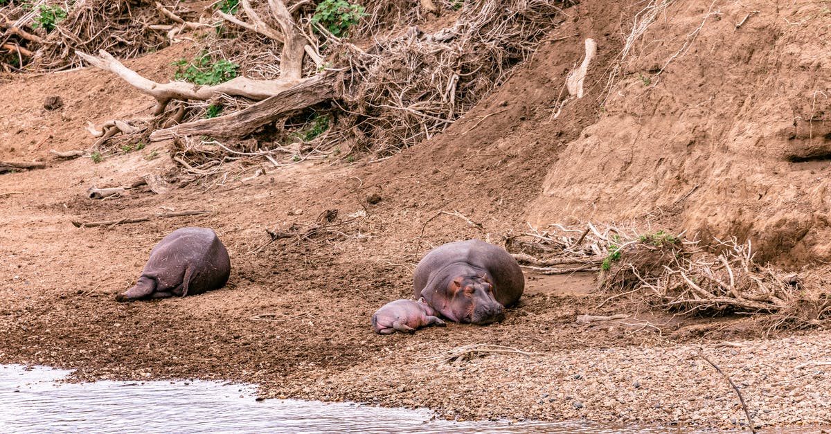 Where's this coastline in Gros Morne National Park? - Hippopotamuses lying on shore near water