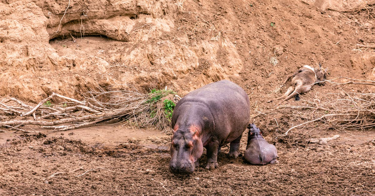 Where's this coastline in Gros Morne National Park? - Hippopotamus with baby on wet shore