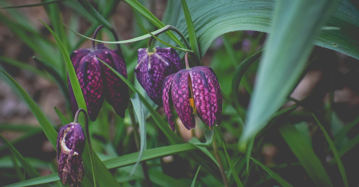 Where's this in Lillooet BC? [closed] - Free stock photo of blur, bright, delicate