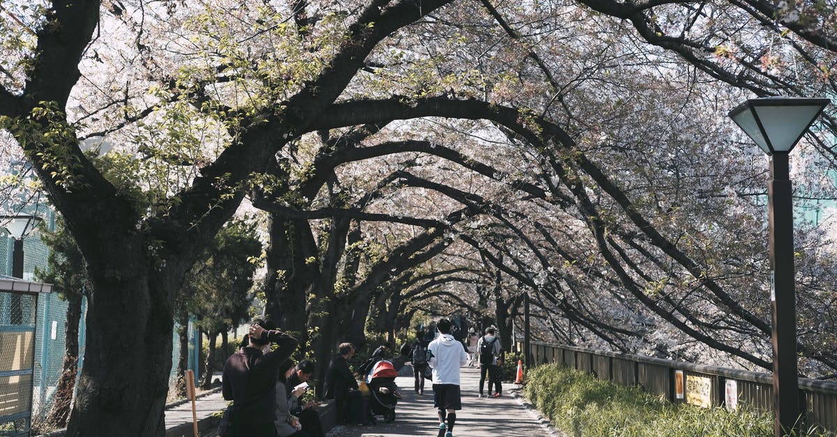 Where's this mere with board walk and cherry blossoms in Japan? - People in Park Surrounded by Cherry Blossoms