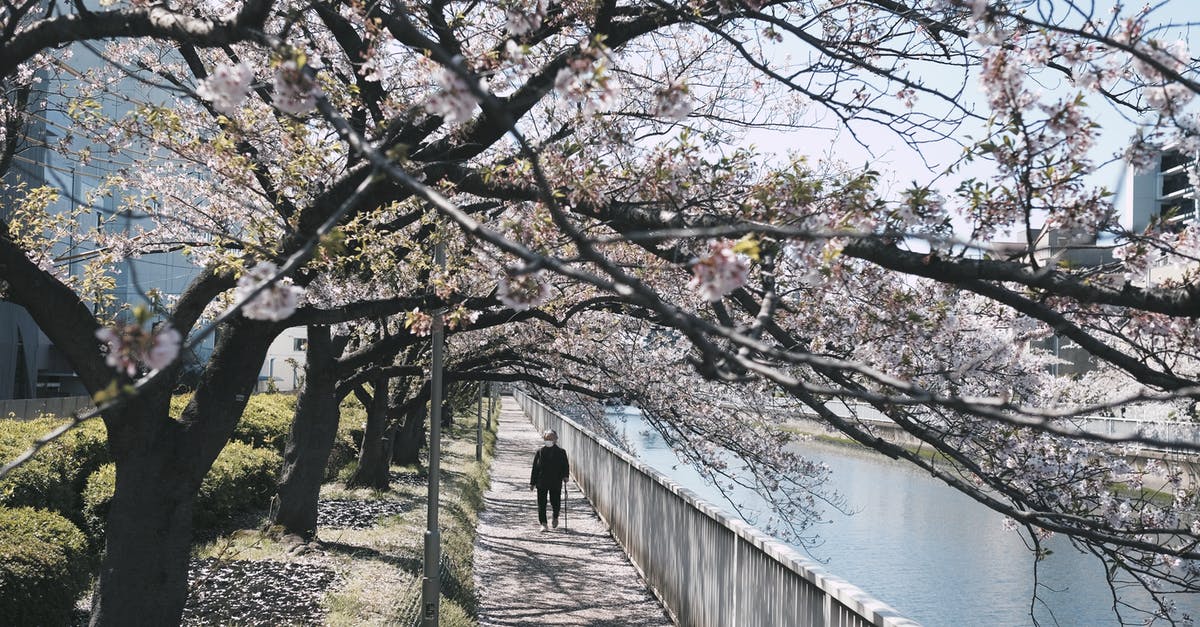 Where's this mere with board walk and cherry blossoms in Japan? - Person Walking Between the River and Trees