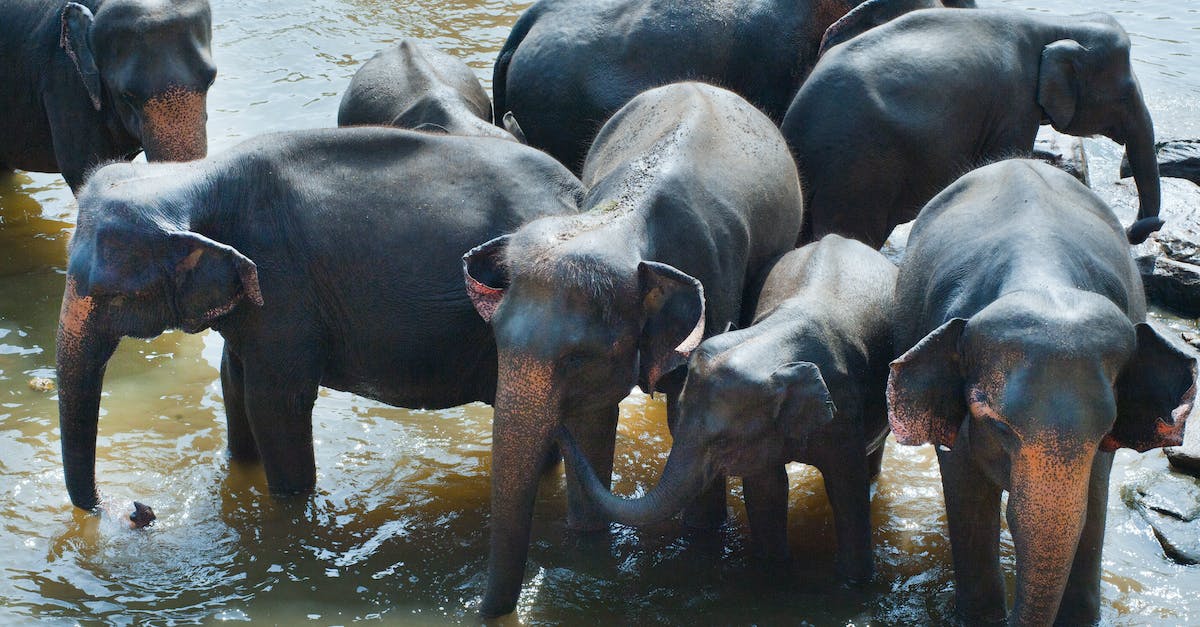 Where are campgrounds located within Kopaonik National Park, Serbia? - Group of Elephant Drinking Water