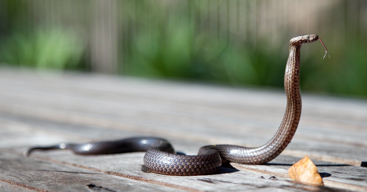 Where can I eat a cobra (or any snake) in Hong Kong? - Brown Snake