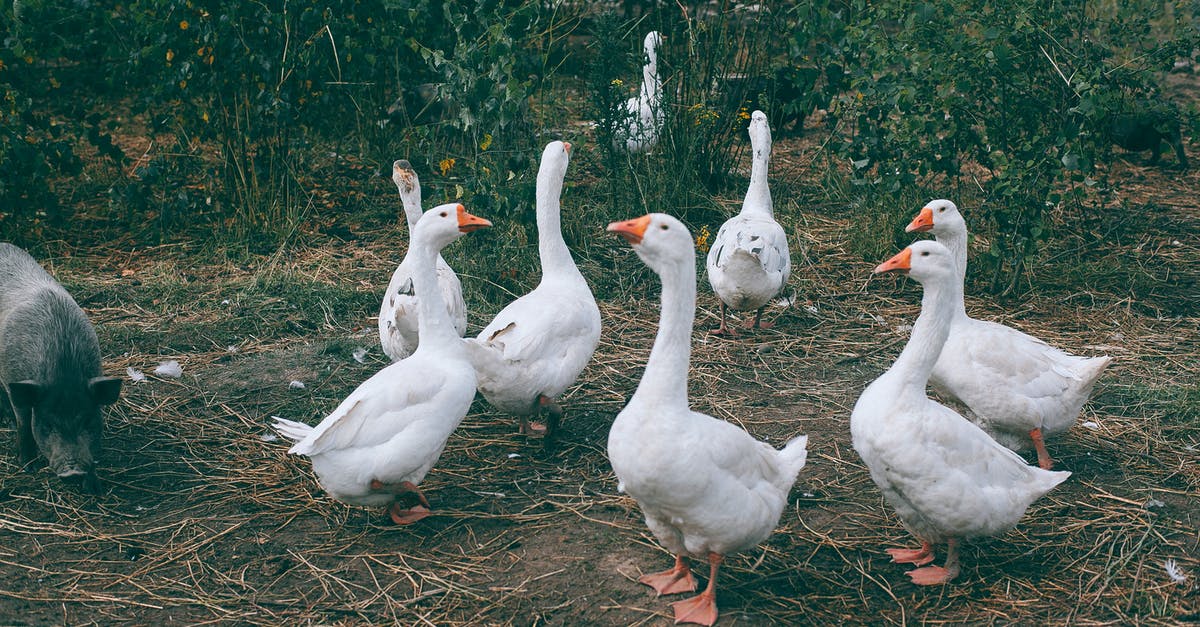 Where can I eat a guinea pig in Ecuador? - Gaggle of white geese and black pig walking near green bushes in countryside