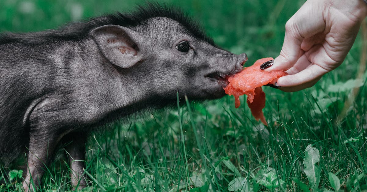 Where can I eat a guinea pig in Ecuador? - Photo Of Person feeding The Pig