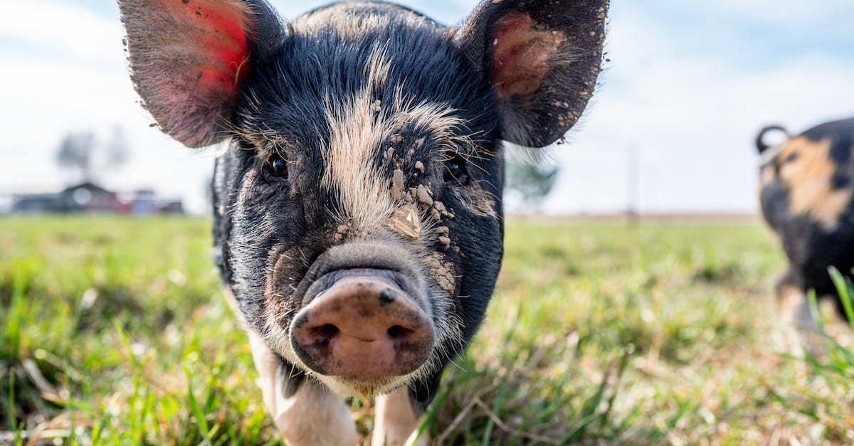 Where can I eat a guinea pig in Ecuador? - Mini pig with dirty muzzle grazing on green grass in farmland in sunny day