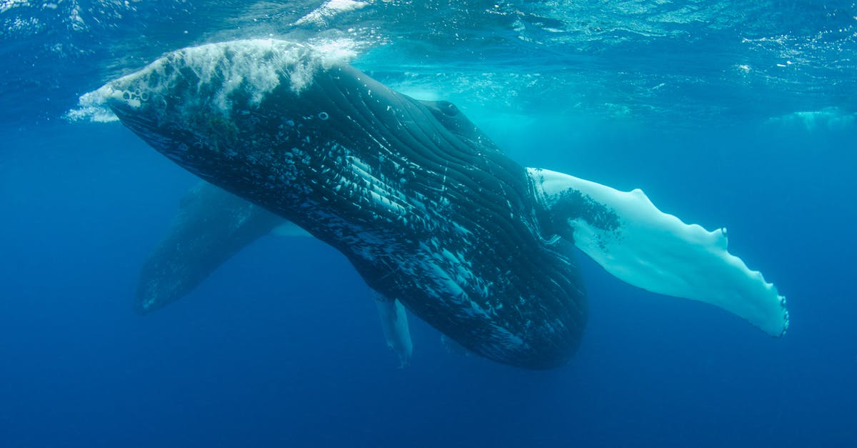 Where can I find underwater slides? - Blue Whale Swimming Under Water