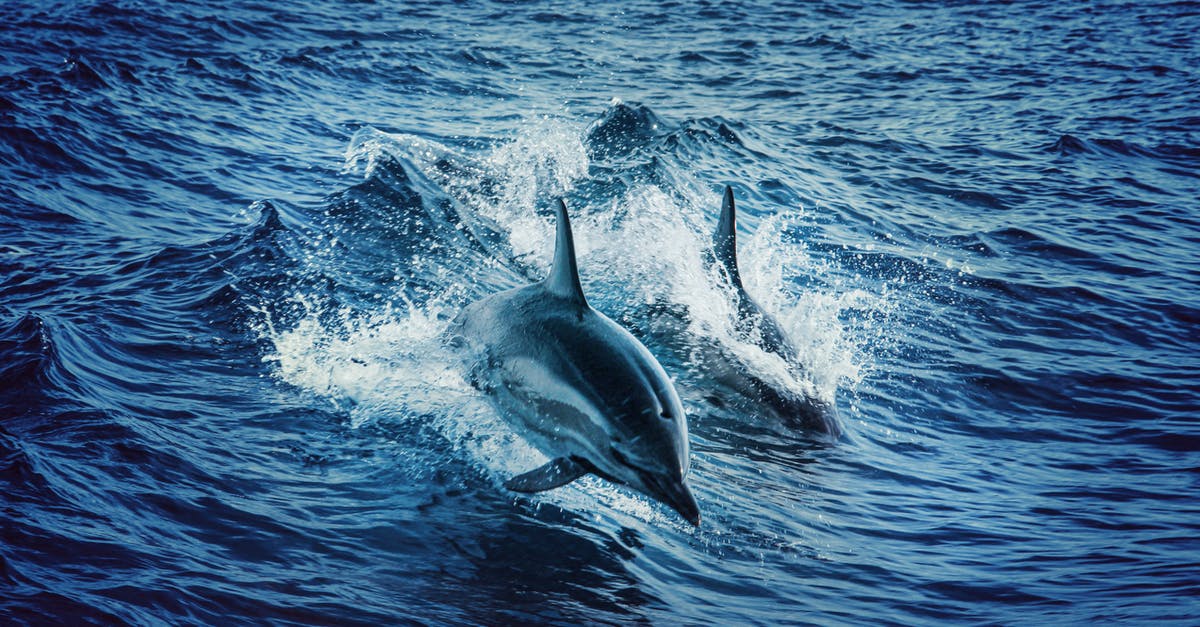 Where can I see dolphins in the sea near North-East China? - Swimming Dolphins