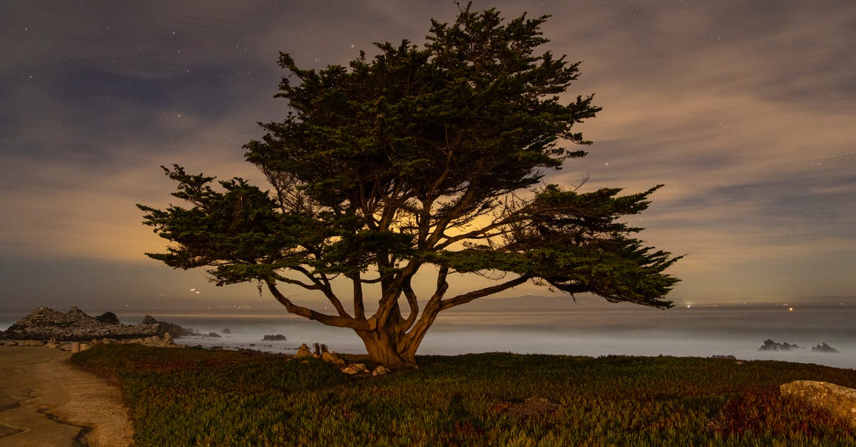 Where can I see ocean bioluminescence in coastal California? - A Lone Cypress Tree on the Seacoast