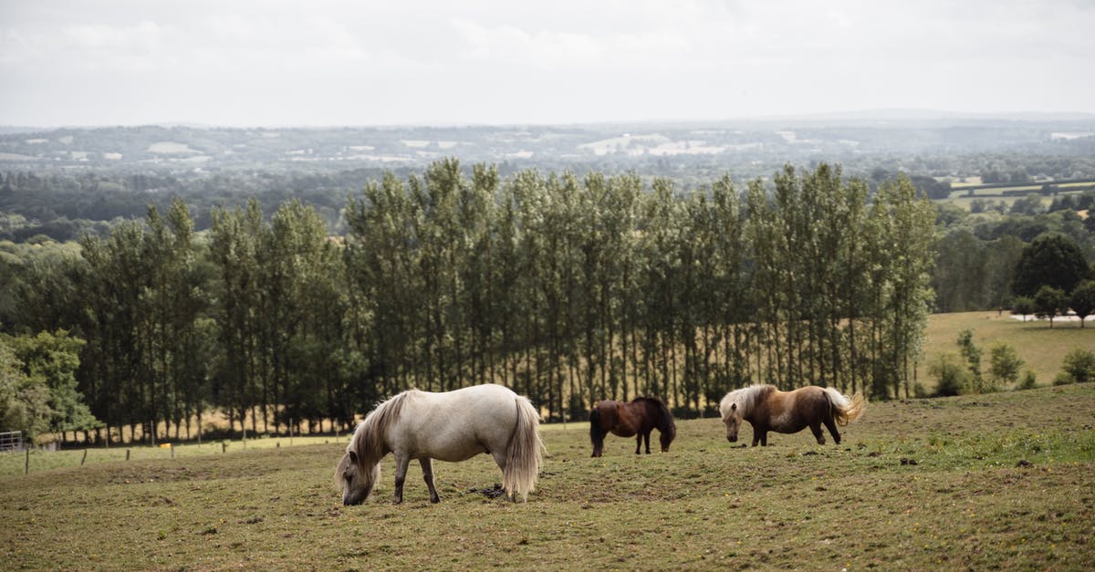 Where can I see Shetland ponies on Unst? - Herd of hairy Shetland ponies grazing on green pasture near green trees against hilly area in suburb area of countryside