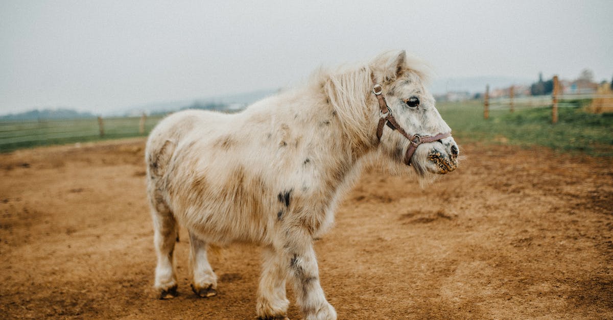 Where can I see Shetland ponies on Unst? - White Shetland Pony on Brown Soil 