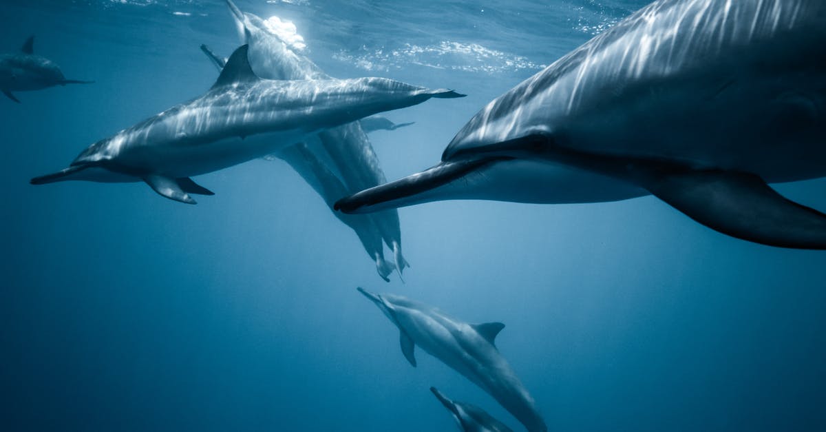 Where can I swim with the dolphins in the Eastern USA? - Photo of Pod of Dolphins