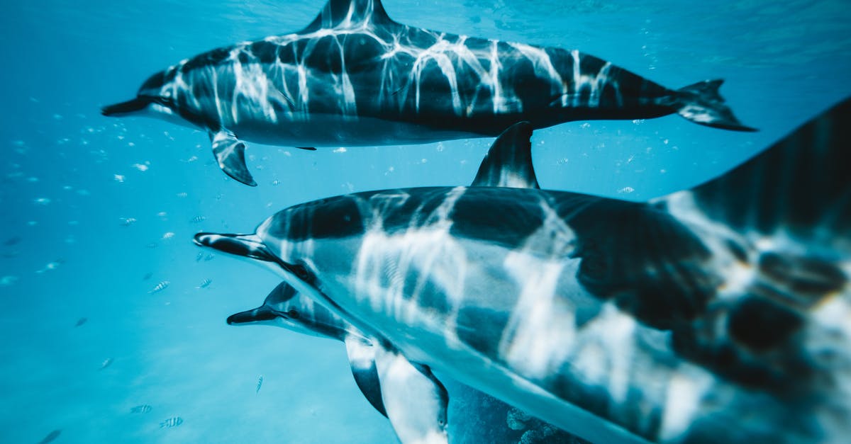 Where can I swim with the dolphins in the Eastern USA? - Close-Up Photo of Three Dolphins Swimming Underwater