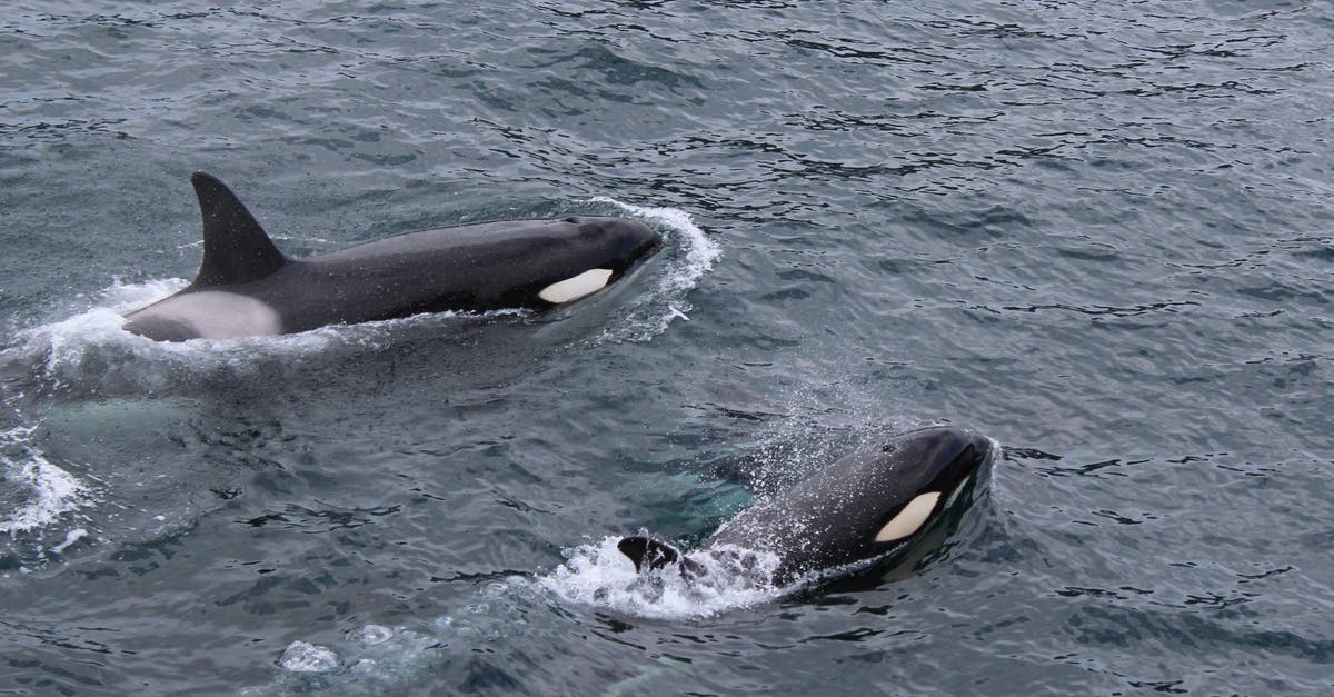 Where can I swim with the dolphins in the Eastern USA? - Two Black and White Dolphins on Body of Water