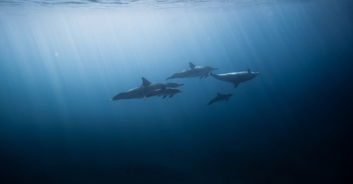 Where can I swim with the dolphins in the Eastern USA? - Dolphins in the Sea