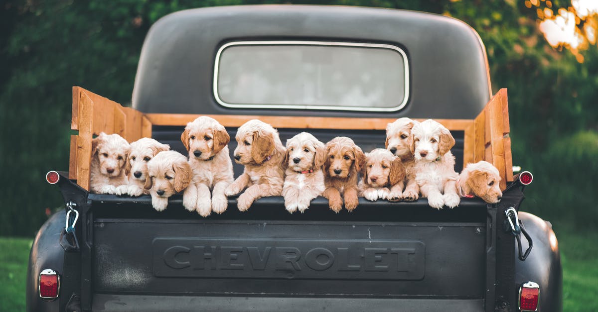 Where do I pick up an Enterprise rental car at EWR? - White and Brown Puppy on Black Car