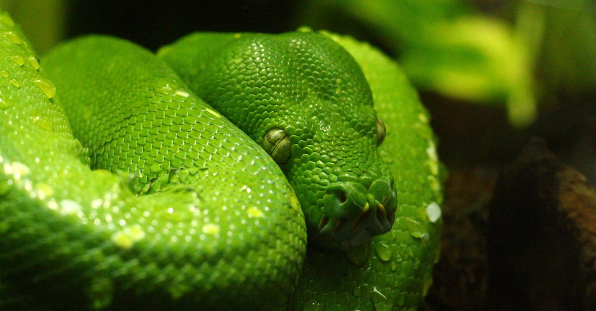 Where from can I catch the copenhagen zoo snake bus? - Pit Viper