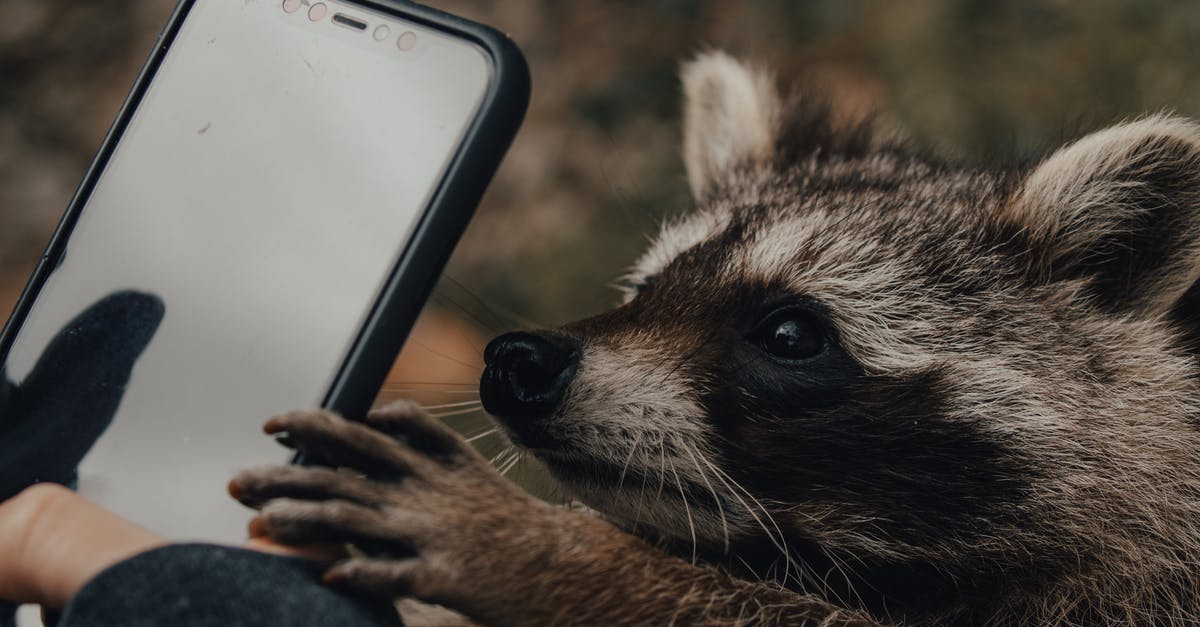 Where in Central Park was the photo "Child with a Toy Hand Grenade" taken? - Person taking photo of raccoon on smartphone in nature