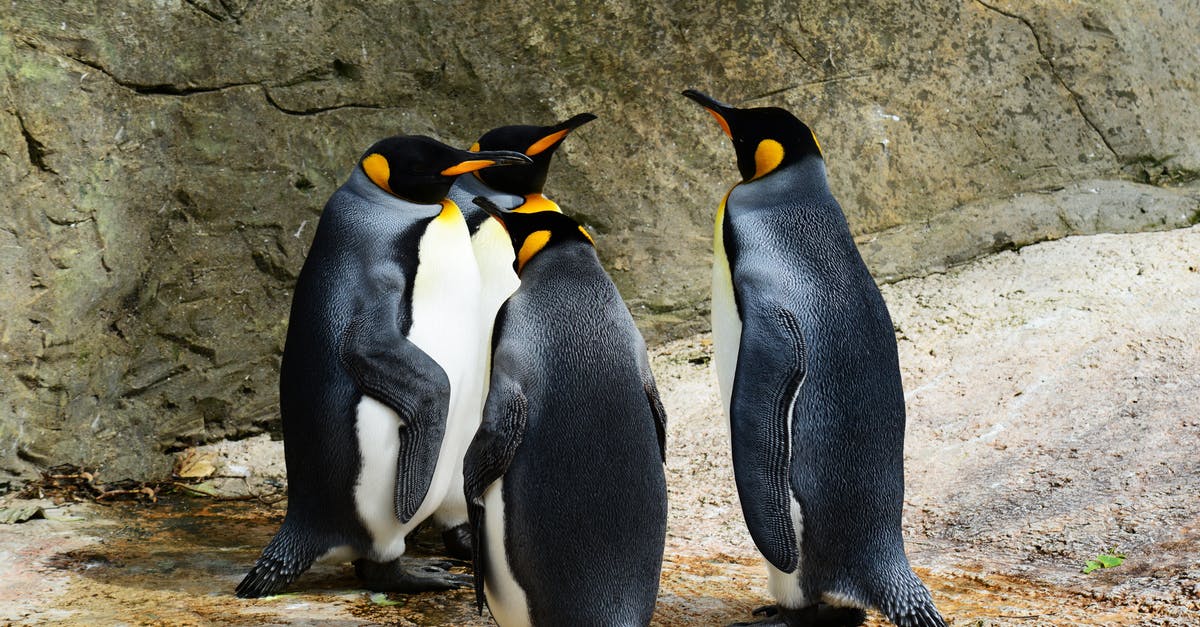 Where is it possible to reliably see king penguins from Ushuaia? - Group of Penguins