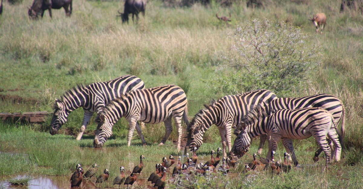 Where is the safest country in Africa? [closed] - Five Zebra in Pond Near Brown-and-black Birds Soundring by Green Grass