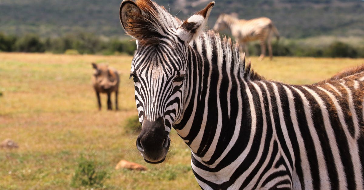 Where is the safest country in Africa? [closed] - Zebra on Green Grass Field