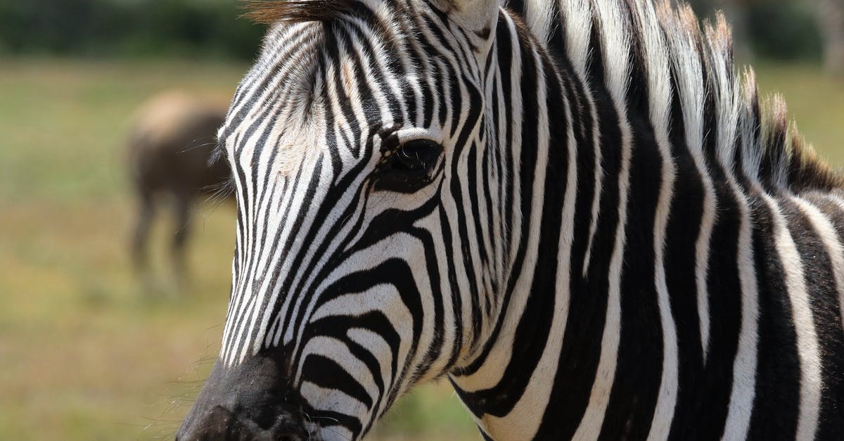 Where is the safest country in Africa? [closed] - Selective Focus Photography of Zebra