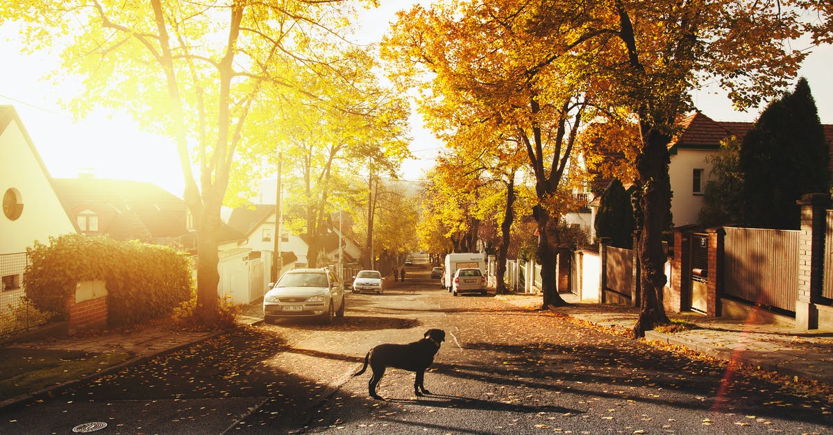 Where is the smallest park by area? - Dog on Concrete Road