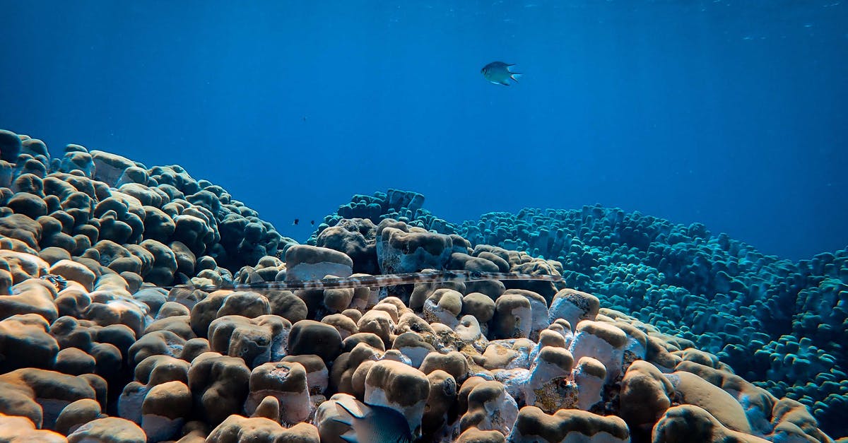 Where is there this large rock in the French Riviera? - Sea fish swimming above large rocks and corals placed under blue sea water