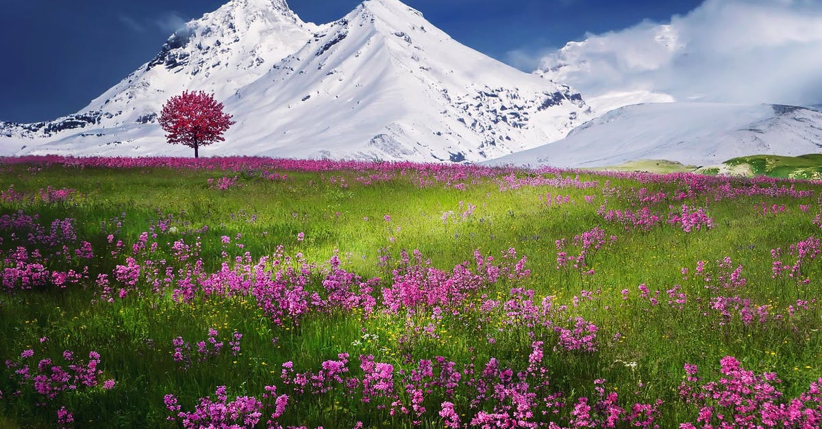 Where is this lake/mountain scene? - Pink Flowers Near Mountain Covered by Snow