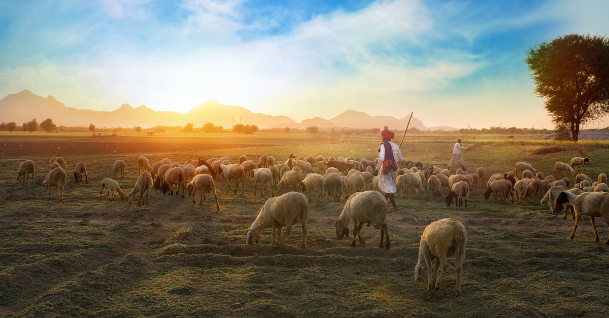 Where is this lake/mountain scene? - White Sheep on Farm