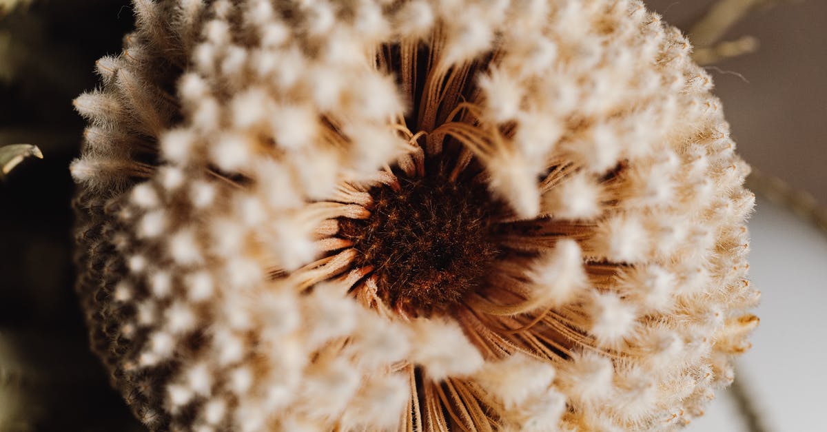 Where is this structure in Berlin? - Close up of a Beige Flower Seeds