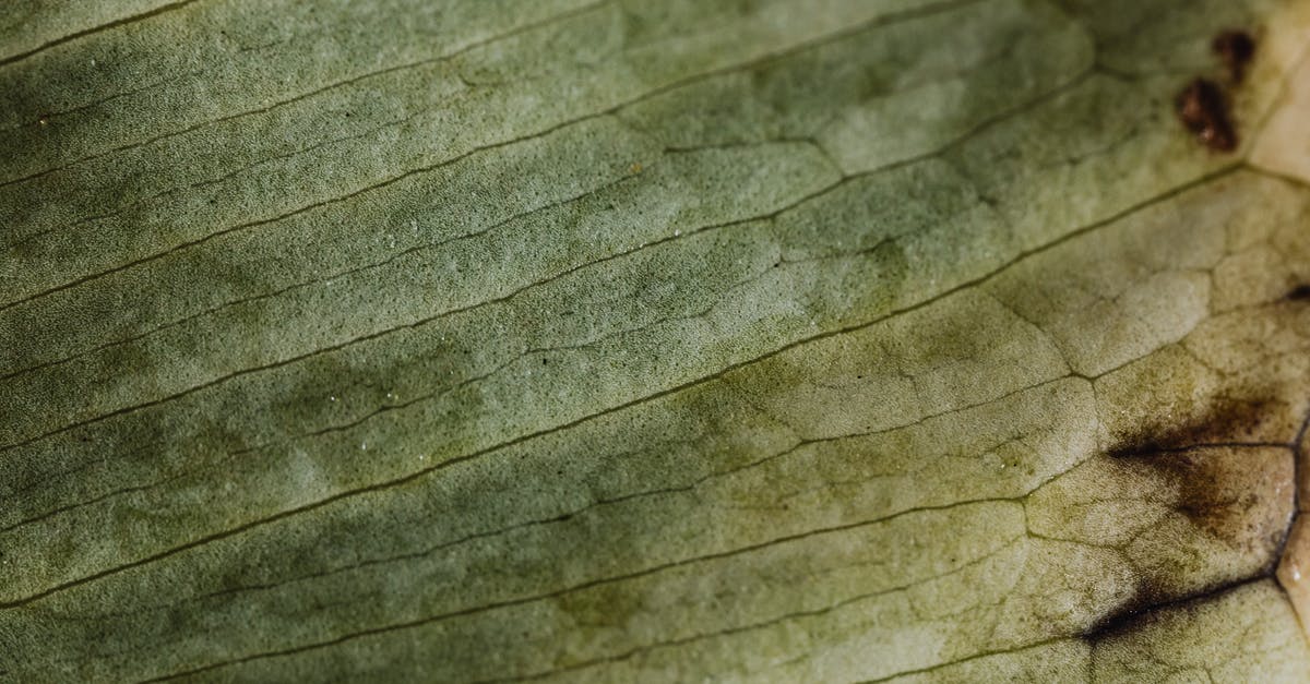 Where is this structure in Berlin? - Green Leaf in Close Up Photography