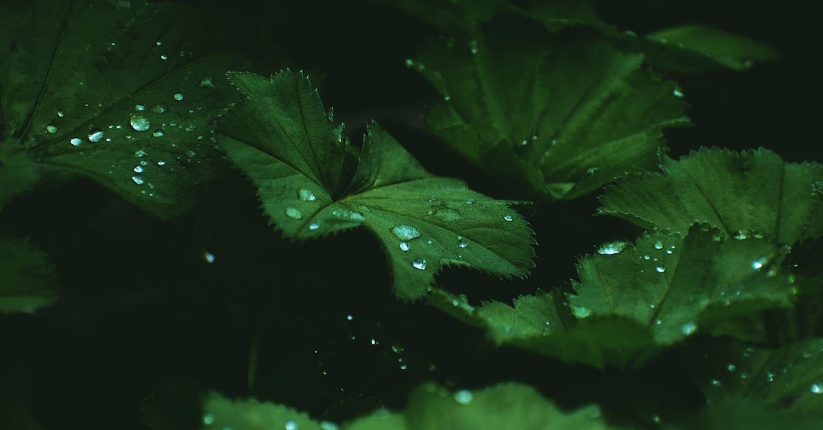 Where lies the closest tropical rain forest to Mainland Europe? - Closeup of drops of dew on dark green leaves of Hydrocotyle leucocephala in daylight