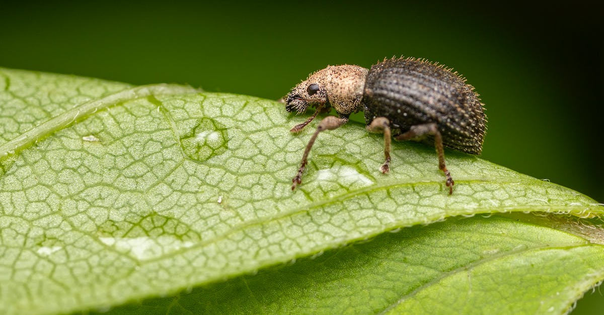 Where lies the closest tropical rain forest to Mainland Europe? - Side view of brown Curculionidae Sciaphilus asperatus with thin legs on verdant leaf covered with drops of dew