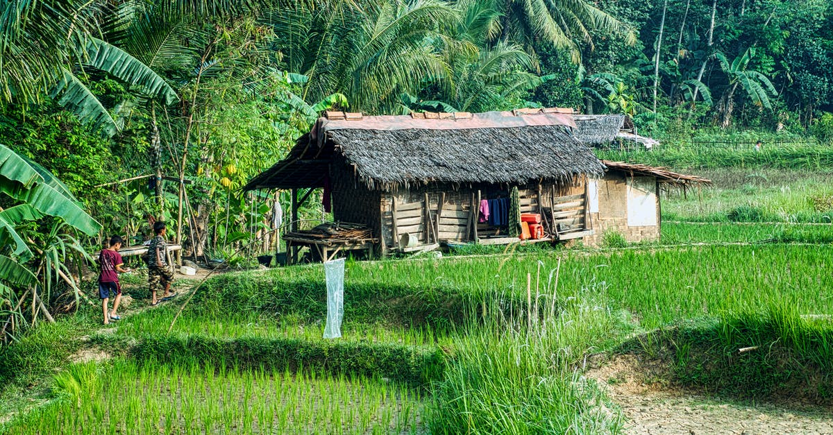 Where should I travel to if I want to see paddy fields? - Two People Walking Towards A Nipa Hut In The Rice Fields Surrounded By Thick Vegetation